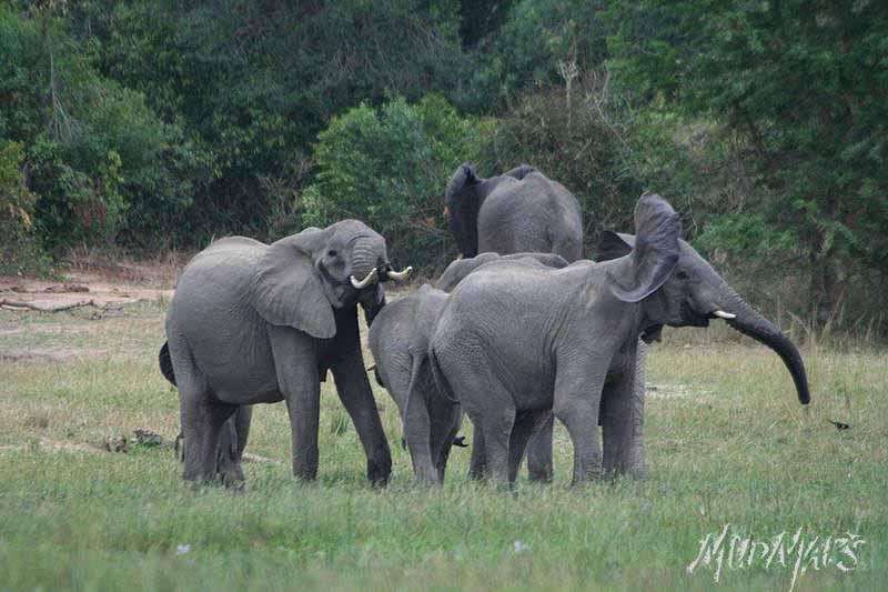 Mud Maps Africa Murchison Falls NP 2662